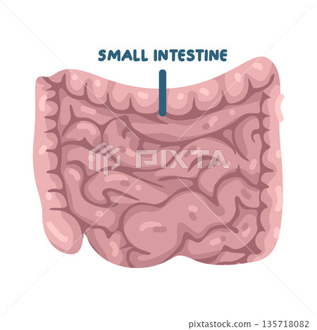 Illustration of Small Intestines Illustration of Small Intestines 135718082