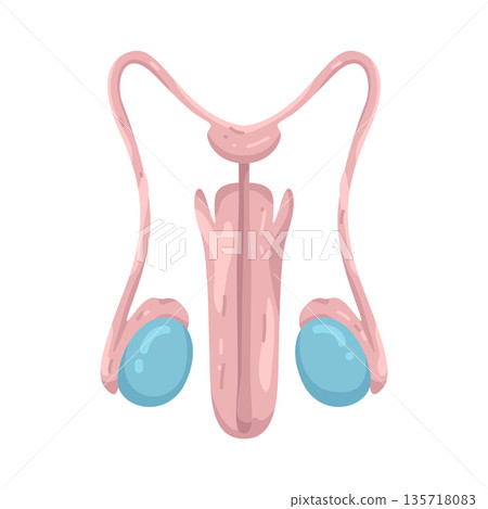 Illustration of Male Reproductive System Illustration of Male Reproductive System 135718083