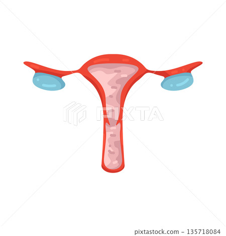 Illustration of Female Reproductive System Illustration of Female Reproductive System 135718084