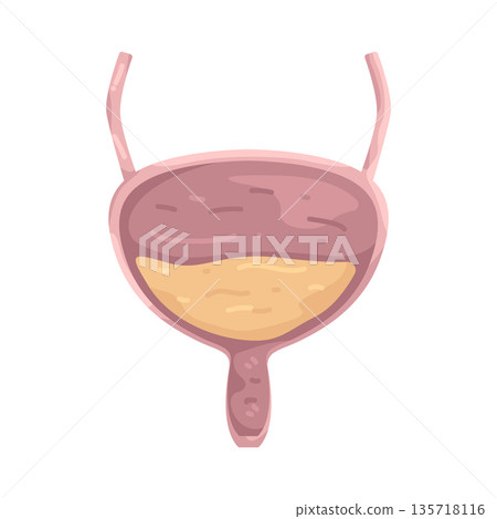 Illustration of bladder Illustration of bladder 135718116