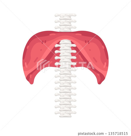 Illustration of Diaphragm Illustration of Diaphragm 135718515