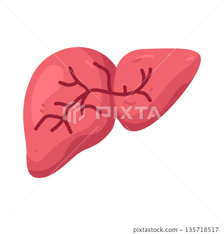 Illustration of liver Illustration of liver 135718517