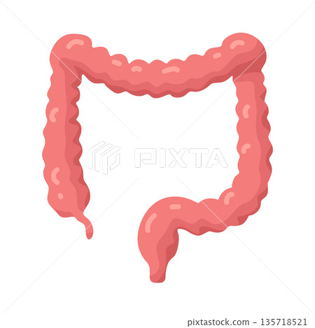 Illustration of Intestines  135718521
