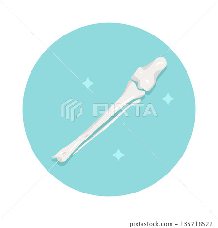 Illustration of Knee Joint 135718522