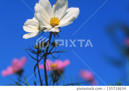White cosmos photographed on positive film 135718634