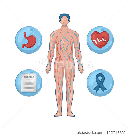 Illustration of human vein 135718831