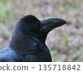 A thick-billed crow with beautiful eyes 135718842