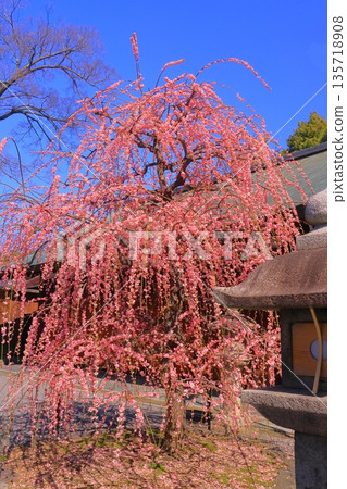 Weeping plum blossoms in full bloom at Jonangu Shrine (Fushimi Ward, Kyoto City) Weeping plum blossoms in full bloom at Jonangu Shrine (Fushimi Ward, Kyoto City) 135718908