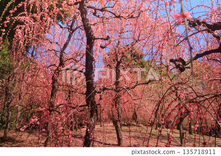 京都市伏見區城南宮的垂枝梅花盛開 京都市伏見區城南宮的垂枝梅花盛開 135718911