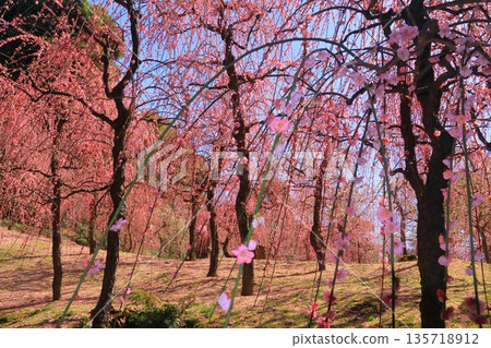 京都市伏見區城南宮的垂枝梅花盛開 京都市伏見區城南宮的垂枝梅花盛開 135718912