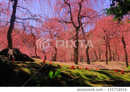 Weeping plum blossoms in full bloom at Jonangu Shrine (Fushimi Ward, Kyoto City) Weeping plum blossoms in full bloom at Jonangu Shrine (Fushimi Ward, Kyoto City) 135718916