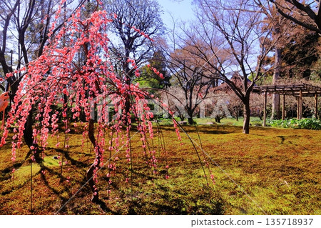 城南宮神社(京都市伏見區)源氏物語花園、平安庭園、垂枝梅花 城南宮神社(京都市伏見區)源氏物語花園、平安庭園、垂枝梅花 135718937