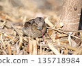 A Japanese bush warbler catches ants by extending its long tongue 135718984