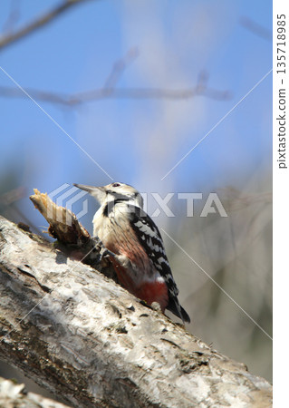 白背啄木鳥、大斑啄木鳥、大斑啄木鳥、大斑啄木鳥、北海道野鳥 135718985