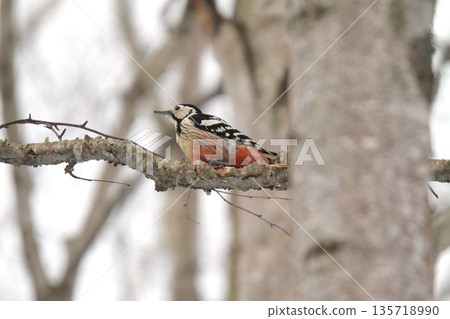 White-backed Woodpecker, Great Spotted Woodpecker, Great Spotted Woodpecker, Great Spotted Woodpecker, Hokkaido Wild Bird 135718990