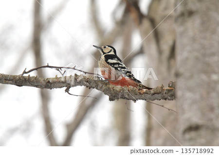 White-backed Woodpecker, Great Spotted Woodpecker, Great Spotted Woodpecker, Great Spotted Woodpecker, Hokkaido Wild Bird White-backed Woodpecker, Great Spotted Woodpecker, Great Spotted Woodpecker, Great Spotted Woodpecker, Hokkaido Wild Bird 135718992