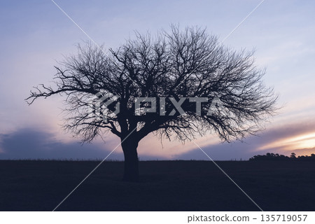 Flowered field in the Pampas Plain, La Pampa Province, Patagonia, Argentina. 135719057