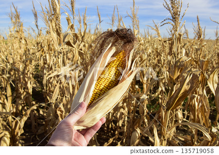 Corn cob growing on plant ready to harvest, Argentine Countryside, Buenos Aires Province, Argentina Corn cob growing on plant ready to harvest, Argentine Countryside, Buenos Aires Province, Argentina 135719058
