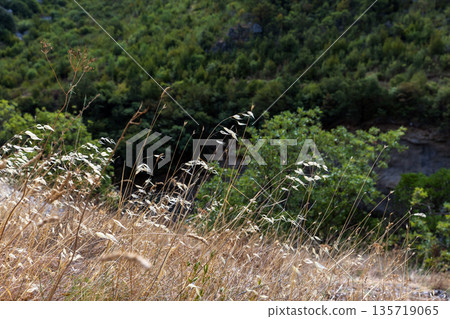 A sunlit field of tall, pale grasses sways gently in wind 135719065