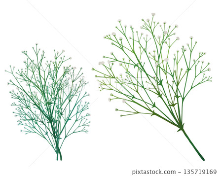 白色滿天星 白色滿天星 135719169