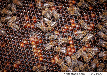 Honey Bees working on honeycomb close-up shot. 135719279