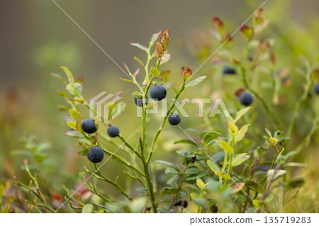 Wild Bilberries (Vaccinium myrtillus) in the forest. Wild Bilberries (Vaccinium myrtillus) in the forest. 135719283