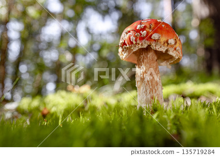 Fly agaric Mushroom In a forest. Fly agaric Mushroom In a forest. 135719284