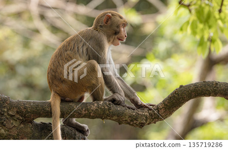 Macaques in nature. Macaques constitute a genus (Macaca) of gregarious monkeys. Macaques in nature. Macaques constitute a genus (Macaca) of gregarious monkeys. 135719286