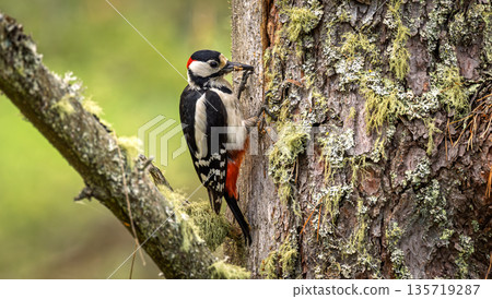 Great spotted woodpecker (Dendrocopos major) clinging to moss covered tree bark in natural forest habitat. 135719287