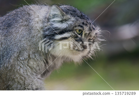 Pallas's cat (Otocolobus manul), also known as the manul, is a small wild cat with long and dense light grey fur, and rounded ears set low on the sides of the head. 135719289