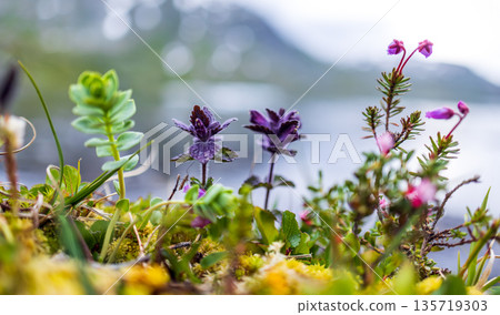 Colorful tundra wildflowers growing on a mossy tundra bank above Geirangerfjord in Norway with blurred snowy mountains and cloudy sky in the background. 135719303