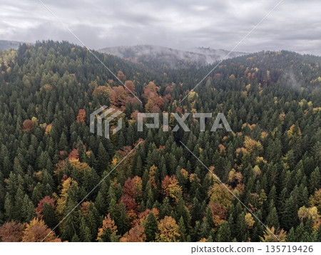 remote sensing survey capturing seasonal changes and terrain variations in mixed forest landscapes 135719426