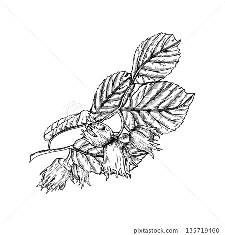 Forest hazelnut branch with nuts and leaves monochrome vector illustration. Black and white etching drawing of ripening hazelnuts. Plant twig for product label design, menu, book Forest hazelnut branch with nuts and leaves monochrome vector illustration. Black and white etching drawing of ripening hazelnuts. Plant twig for product label design, menu, book 135719460