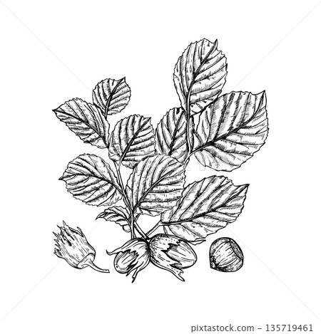 Hazel tree branch bouquet with ripe nuts and foliage vector isolated illustration. Autumn forest harvest etching drawing. Hand drawn hazelnut pods with leaves composition. For print, label, poster. Hazel tree branch bouquet with ripe nuts and foliage vector isolated illustration. Autumn forest harvest etching drawing. Hand drawn hazelnut pods with leaves composition. For print, label, poster. 135719461