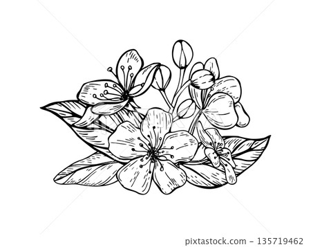 Spring peach, almond or apricot blossom bouquet vector isolated illustration. Monochrome Sakura flowers and leaves etching drawing. For wedding stationery, greeting cards, posters Spring peach, almond or apricot blossom bouquet vector isolated illustration. Monochrome Sakura flowers and leaves etching drawing. For wedding stationery, greeting cards, posters 135719462