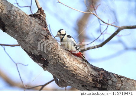 大斑啄木鳥（雄性）北海道野生鳥類 135719471