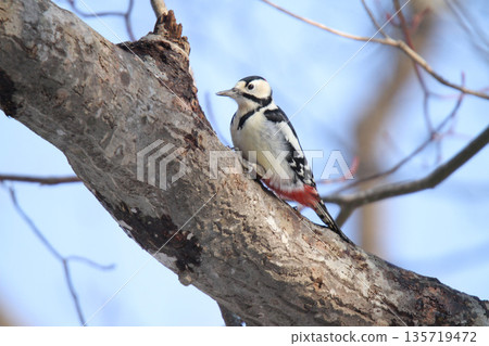 大斑啄木鳥(雄性)北海道野生鳥類 大斑啄木鳥(雄性)北海道野生鳥類 135719472