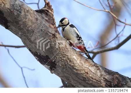 Great spotted woodpecker (male) Hokkaido wild bird 135719474