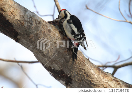 大斑啄木鳥(雄性)北海道野生鳥類 大斑啄木鳥(雄性)北海道野生鳥類 135719478