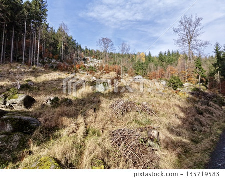 harvested slope with forest remnants, autumn landscape featuring logging scar and emerging saplings 135719583