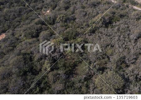 Pampas forest, Calden tree, Prosopis Caldenia, endemic species in La Pampa, Patagonia, Argentina Pampas forest, Calden tree, Prosopis Caldenia, endemic species in La Pampa, Patagonia, Argentina 135719603