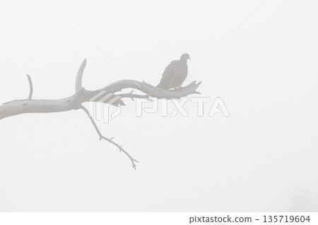 Picui Ground Dove,  in fog Calden forest environment, La Pampa province, Patagonia,Argentina. 135719604
