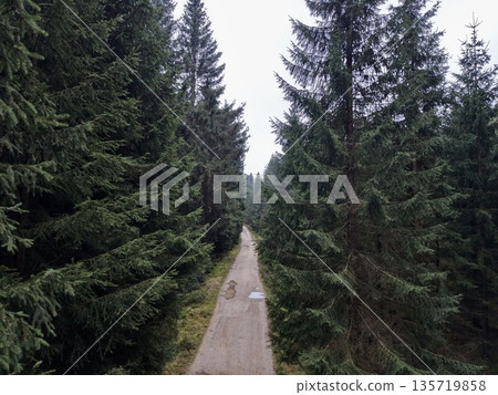 independent adventurer moves slowly on rugged trail surrounded by tall evergreen trees in wilderness independent adventurer moves slowly on rugged trail surrounded by tall evergreen trees in wilderness 135719858