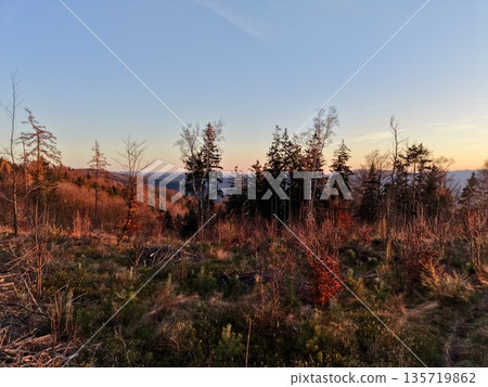 crimson pines under twilight sky, tranquil hilltop at dusk with glowing pine trees and gentle sky colors crimson pines under twilight sky, tranquil hilltop at dusk with glowing pine trees and gentle sky colors 135719862