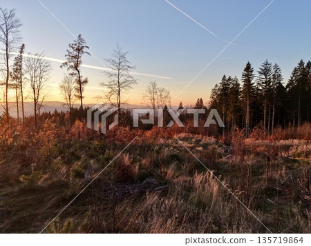 warm sky casting glow on meadow landscape, vibrant sunset illuminating distant pines and lush grasses 135719864