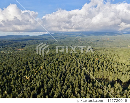 sunlit forest canopy over expansive wilderness, unspoiled wilderness with towering trees under cloudy skies sunlit forest canopy over expansive wilderness, unspoiled wilderness with towering trees under cloudy skies 135720046