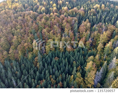 highaltitude image showcasing varied coniferous and deciduous treetops for ecological analysis 135720057