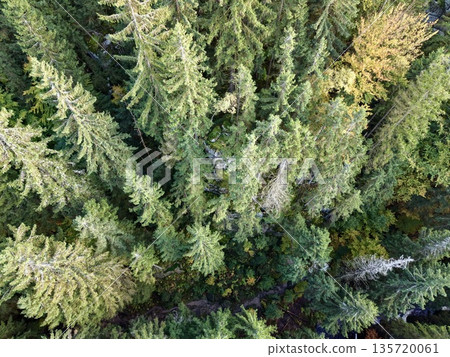 detailed aerial perspective highlighting biodiversity and carbon storage in forested regions 135720061