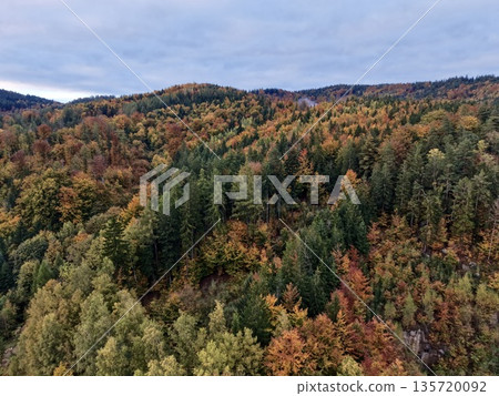autumn forest layered textures, richly colored foliage overhead with varied textures and layered ridges autumn forest layered textures, richly colored foliage overhead with varied textures and layered ridges 135720092