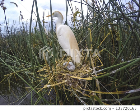 Cattle Egret, Bubulcus ibis, nesting, La Pampa Province, Patagonia, Argentina Cattle Egret, Bubulcus ibis, nesting, La Pampa Province, Patagonia, Argentina 135720163